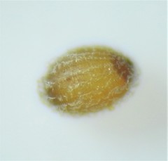 Eriocaulon australe