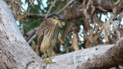 Nycticorax caledonicus