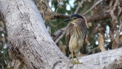 Nycticorax caledonicus