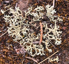 Xanthoparmelia semiviridis