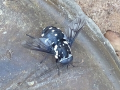 Triclista guttata