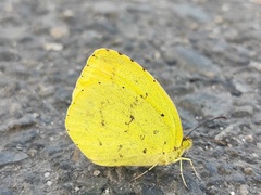 Eurema mandarina