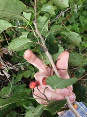 Crataegus scabrida