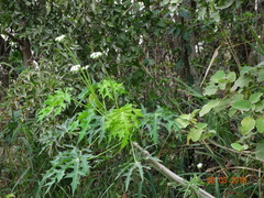 Cnidoscolus aconitifolius