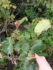 Crataegus scabrida