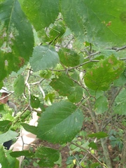 Crataegus scabrida