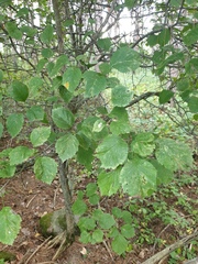Crataegus scabrida