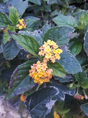 Lantana