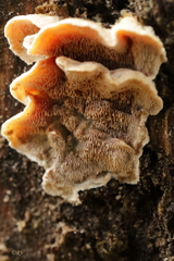 Skeletocutis amorpha