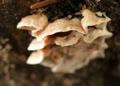 Skeletocutis amorpha