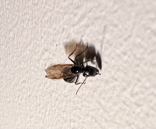 Colobopsis sadinaColobopsis sadina