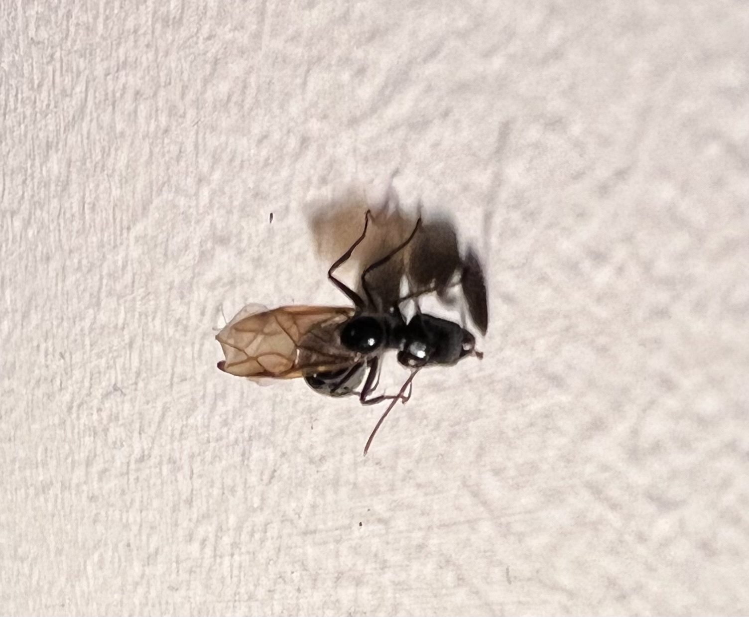 Colobopsis sadina