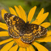 Silvery Checkerspot - Photo (c) Bill Bouton, some rights reserved (CC BY-NC-ND)