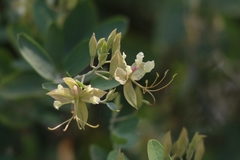Cadaba fruticosa