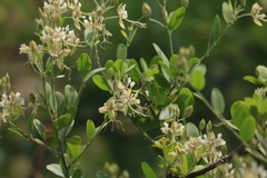 Cadaba fruticosa