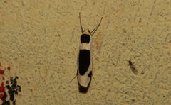 Thysanoptyx