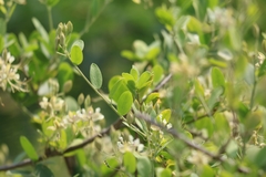 Cadaba fruticosa
