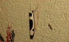 Thysanoptyx