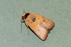 Athetis thoracica