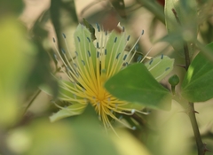 Capparis zeylanica