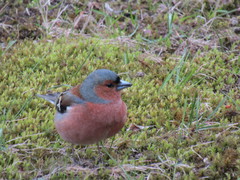 Fringilla coelebs