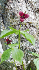 Trillium sulcatum