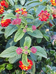 Lantana