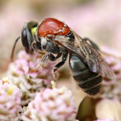 Euryglossa ephippiata