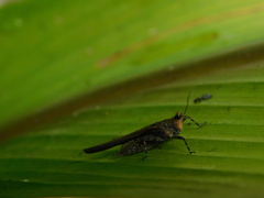 Eucriotettix oculatus