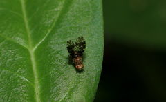 Homoneura trypetoptera