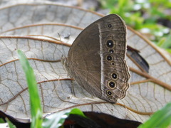 Mycalesis horsfieldi