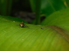 Eucriotettix oculatus