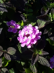 Lantana