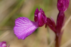 Anacamptis papilionacea grandiflora
