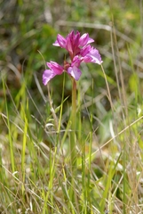 Anacamptis papilionacea grandiflora