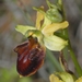 Ophrys sphegodes sphegodes - Photo (c) philippe_geniez，保留部份權利CC BY-NC