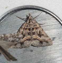 Dichromodes longidens
