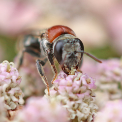 Euryglossa ephippiata