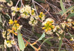Eucalyptus behriana