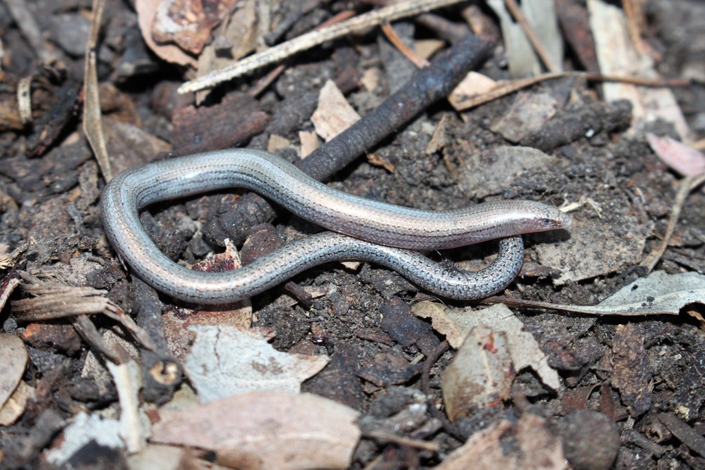 Hobson's Fine-Lined Slider