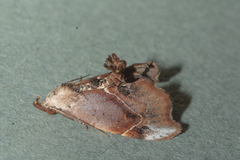 Euwilemania angulata