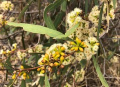 Eucalyptus behriana