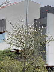 Egretta garzetta