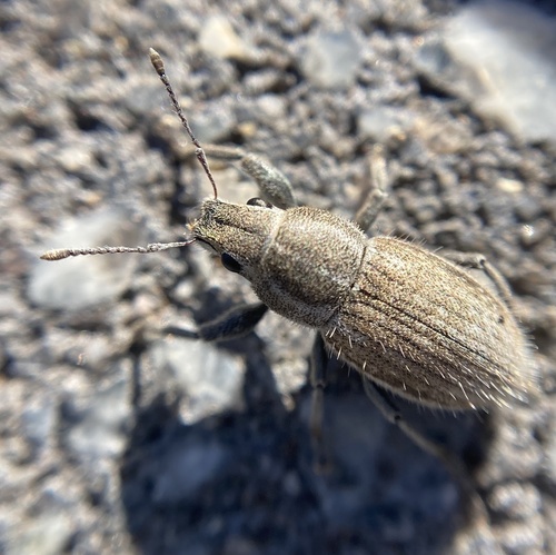 White-fringed weevil photo 5