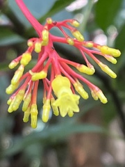 Palicourea croceoides