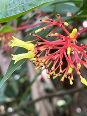 Palicourea croceoides