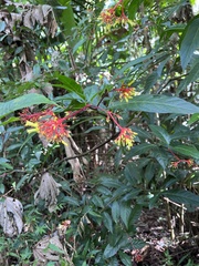 Palicourea croceoides
