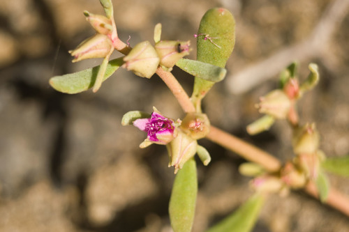 Sesuvium revolutifolium