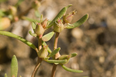 Kevin Faccenda, CC BY, iNaturalist via GBIF Sesuvium revolutifolium, photograph Kevin Faccenda, CC BY, iNaturalist via GBIF