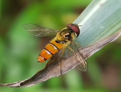 Episyrphus trisectus